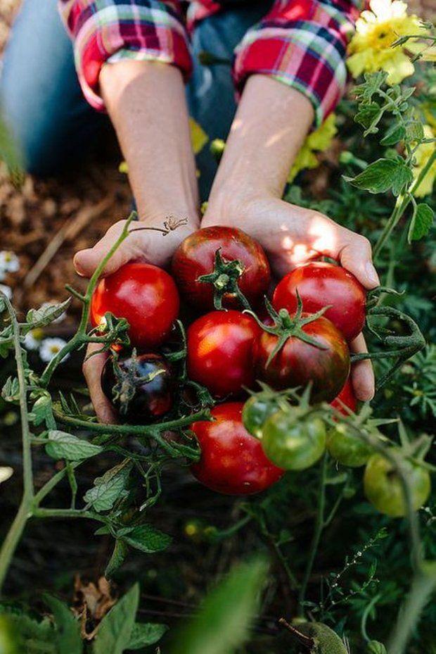 Farm-Fresh Rainbow Mix: Vibrant Veggie Selection