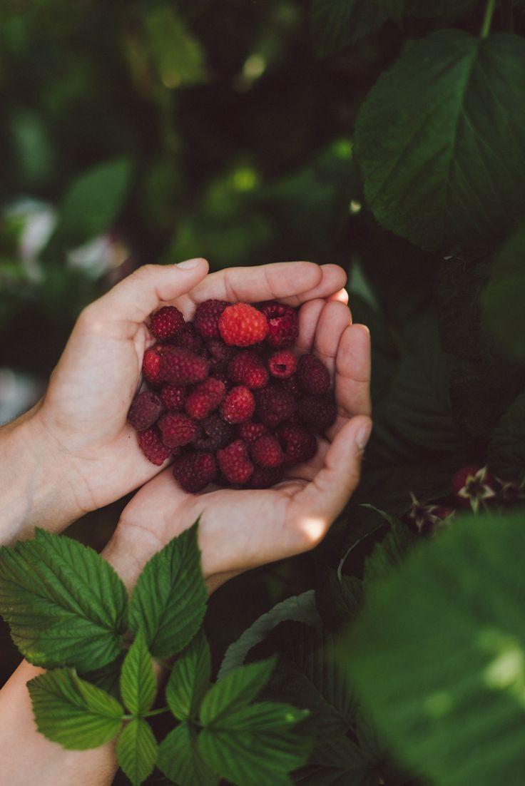 Sun-Kissed Orchard Medley: Fresh & Wholesome